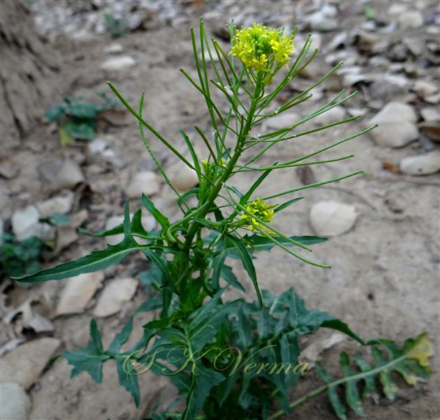  Plant